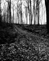 Nom du fichier=foret001.jpg
Taille du fichier=409Ko
Dimensions : 643x800
Ajouté le : 03 Janvier 2008 foret001.jpg