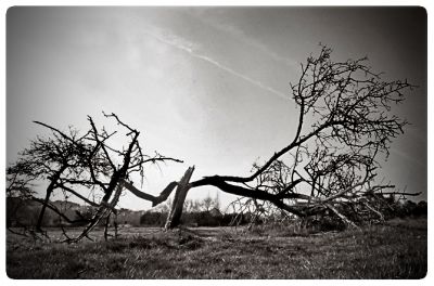 arbre10.jpg