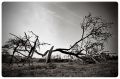 arbre10.jpg
