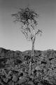 mURI_temp_09d877f4.jpg