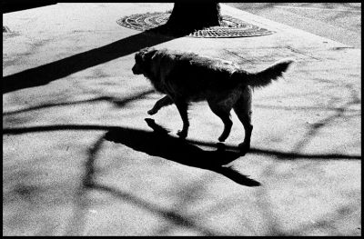 Mots-clés: le chien
