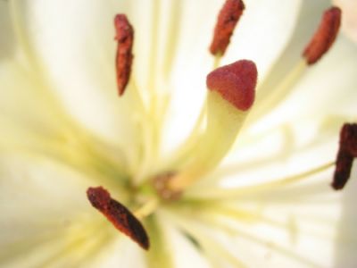 Sexual
Hop ! J'improvise une série sur les formes et couleurs des fleurs. J'ai pris pas mal de photos rapprochées de fleurs en mai/juin 2004 dans le Loiret, près de Montargis.
Mots-clés: Fleurs