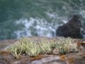 Herbes_cailloux.JPG
