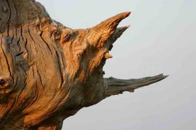 Désespoir momifié
Vieil arbre mort près de chez moi. Abattu depuis
