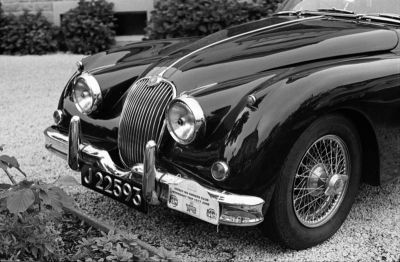 jaguar
une Jaguar attendant son maître

