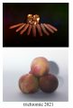 Composition-12.jpg