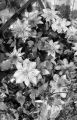 clematites.jpg