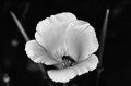 fleur-et-abeille.jpg