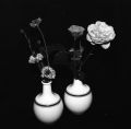 fleurs_des_champs.jpg