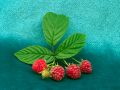 framboises.jpg