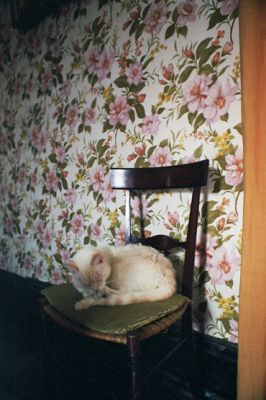 minouchat2.jpg