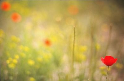 fleurs12web.jpg