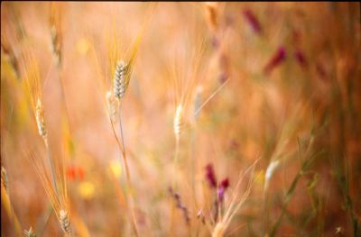 fleurs14web.jpg