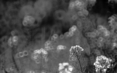 fleursblanchesvigneolympweb.jpg