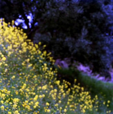 fleursflouweb.jpg