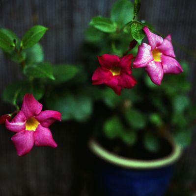 fleursjardin2web.jpg