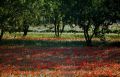 coquelicots2web.jpg