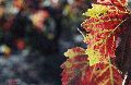 feuillesvignes3web.gif