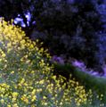 fleursflouweb.jpg