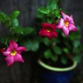 fleursjardin2web.jpg