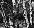 pins4x5web.gif
