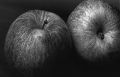 pommes-4x5web.jpg