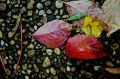 spot-feuilles-1web.jpg