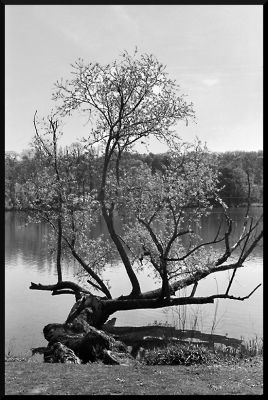 L_arbre.jpg