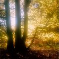 autumn3.jpg