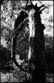 branche_2modif2.jpg
