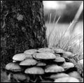 champis_bearbeitet-3.jpg