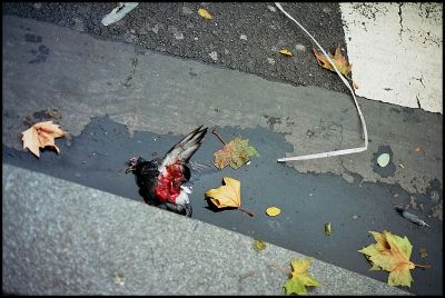 pigeon1.jpg