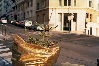sapin1.jpg