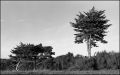 larmor12.jpg
