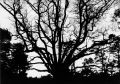 arbre_d_amélie.jpg