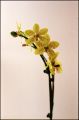 Orchidee_ScanNega_small.png