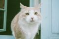 Le_chat_de_Tonnerre_(scan_de_négatif).JPG