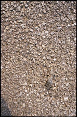 Lizard.JPG