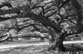 Arbre.jpg