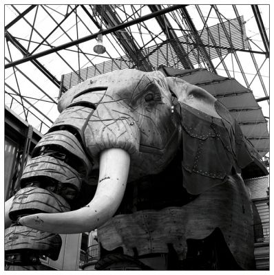 elephant1.jpg