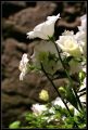 IMG_0013~1.jpg