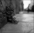 nega120_0020_006.jpg