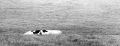 Nom du fichier=vache.jpg
Taille du fichier=125Ko
Dimensions : 643x251
Ajouté le : 27 Février 2012 vache.jpg
