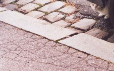 chat caché
