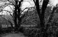 NEOPAN_400_ILFOSOL_Irlande__0016.jpg