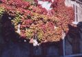 automne_1.jpg