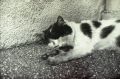 img062.jpg