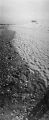 plage_2_arbres_copie.jpg