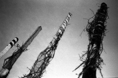 arbres
