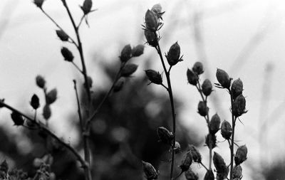 Rollei Tele-Tessar 135mm f/4 & Ilford HP5+
